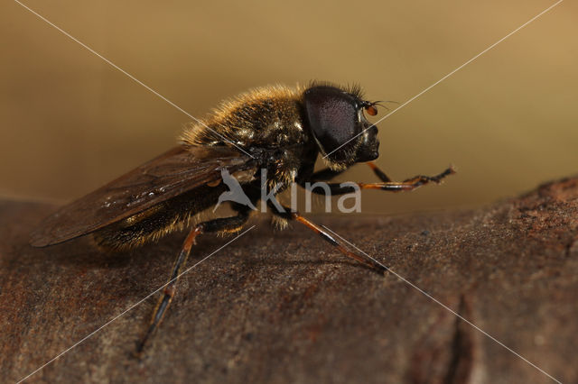 Moerasgitje (Cheilosia fraterna)