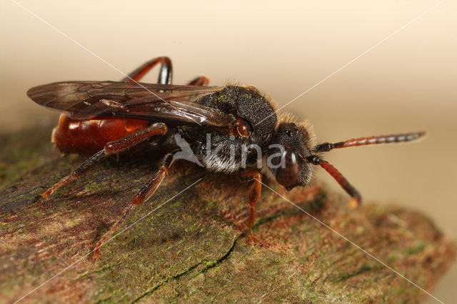 Roodzwarte dubbeltand (Nomada fabriciana)