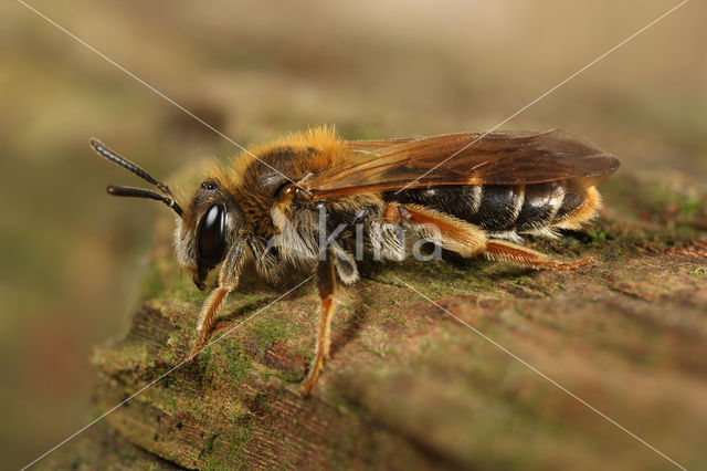 Goudpootzandbij (Andrena chrysosceles)