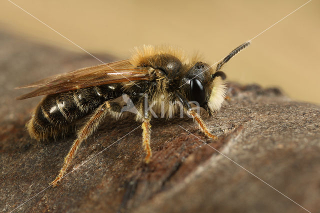 Goudpootzandbij (Andrena chrysosceles)