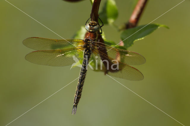 Glassnijder (Brachytron pratense)