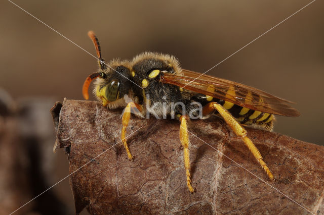 Smalbandwespbij (Nomada goodeniana)