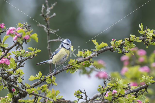 Pimpelmees (Parus caeruleus)