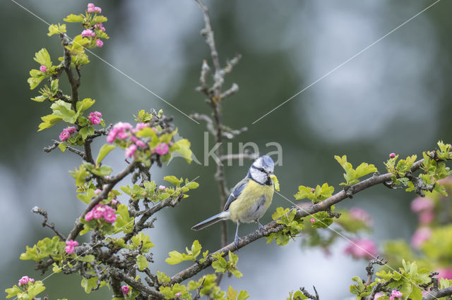 Pimpelmees (Parus caeruleus)