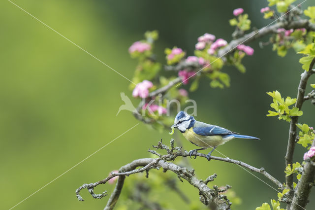 Blue Tit (Parus caeruleus)