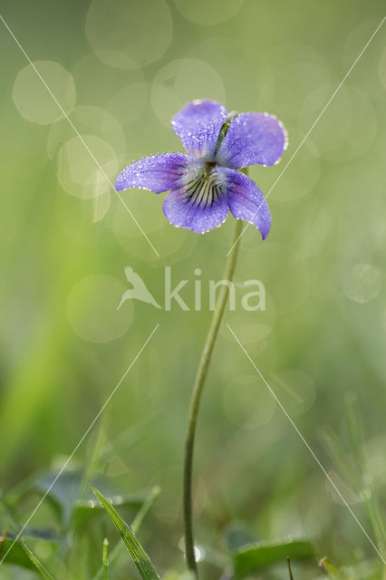 Bleeksporig bosviooltje (Viola riviniana)