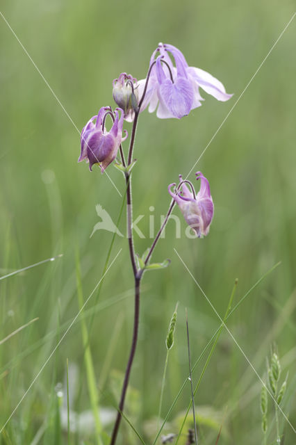 Columbine (Aquilegia vulgaris)