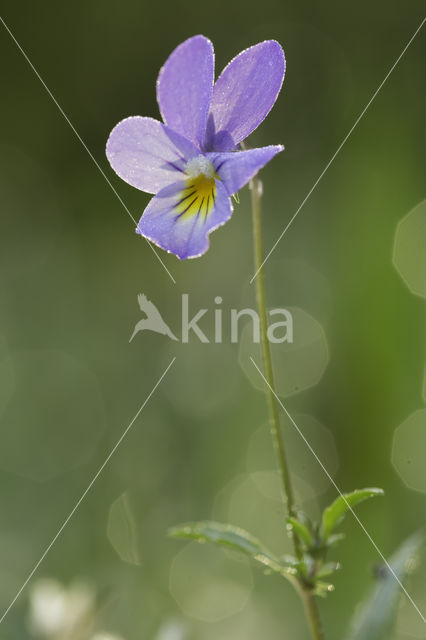 Duinviooltje (Viola curtisii)