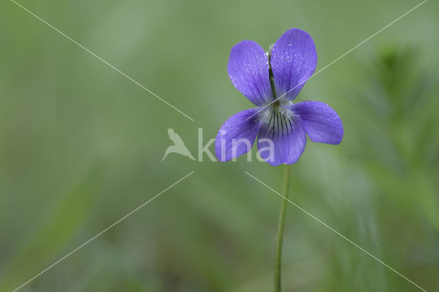 Bleeksporig bosviooltje (Viola riviniana)