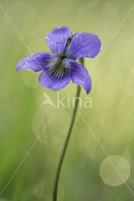 Bleeksporig bosviooltje (Viola riviniana)