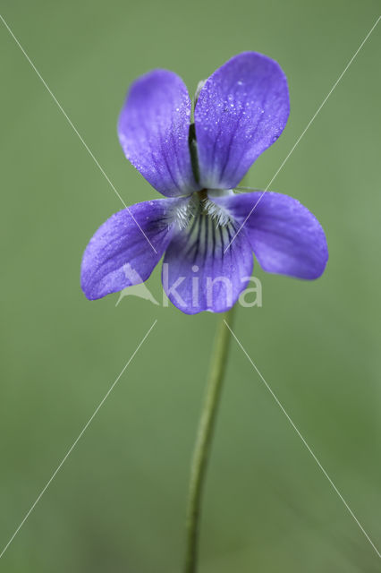 Common Dog-violet (Viola riviniana)