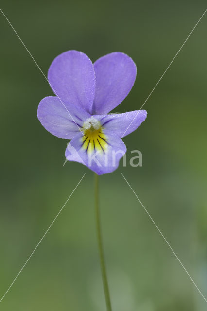 Dune Pansey (Viola curtisii)