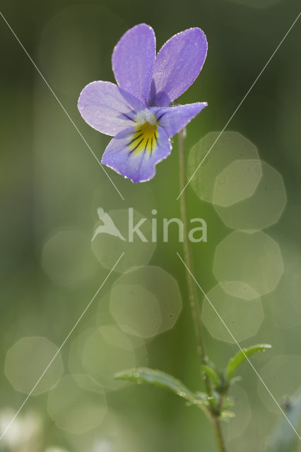 Duinviooltje (Viola curtisii)