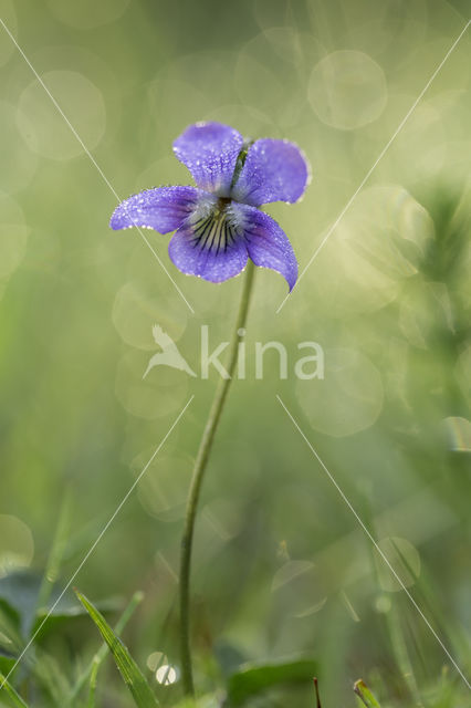 Bleeksporig bosviooltje (Viola riviniana)