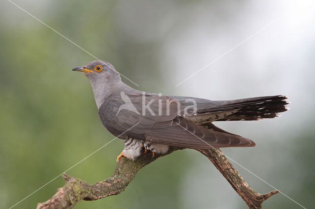 Common Cuckoo (Cuculus canorus)