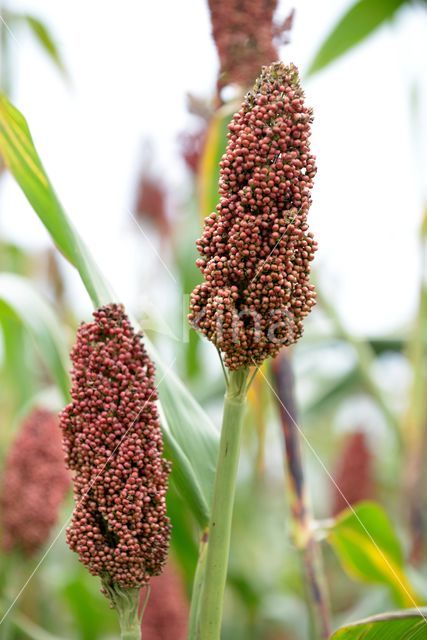 Sorghum bicolor ssp bicolor