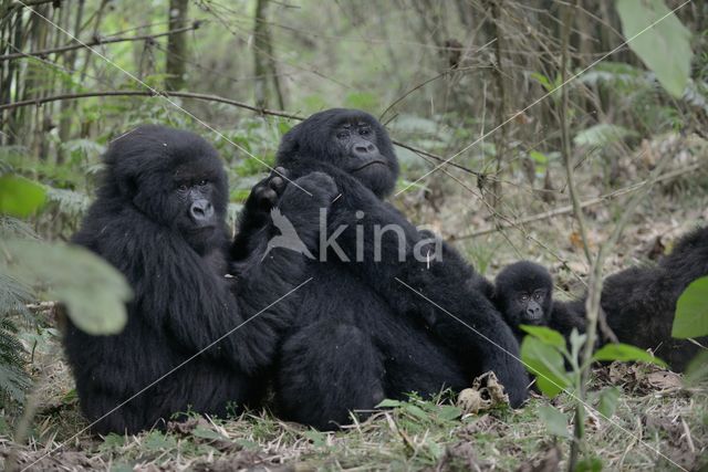 Berggorilla (Gorilla beringei beringei)