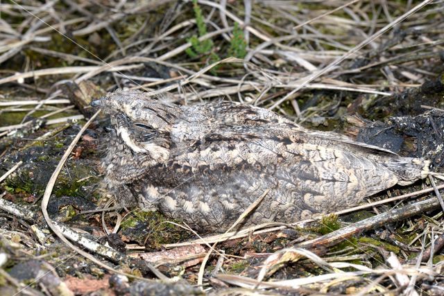 Nachtzwaluw (Caprimulgus europaeus)