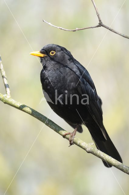 Merel (Turdus merula)