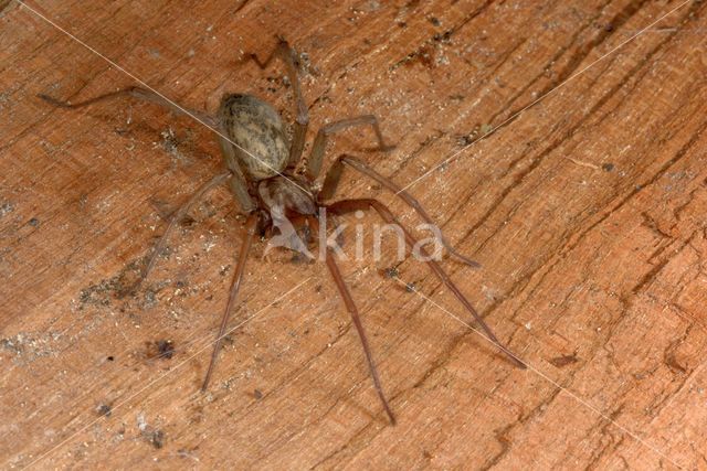 Common House Spider (Tegenaria domestica)