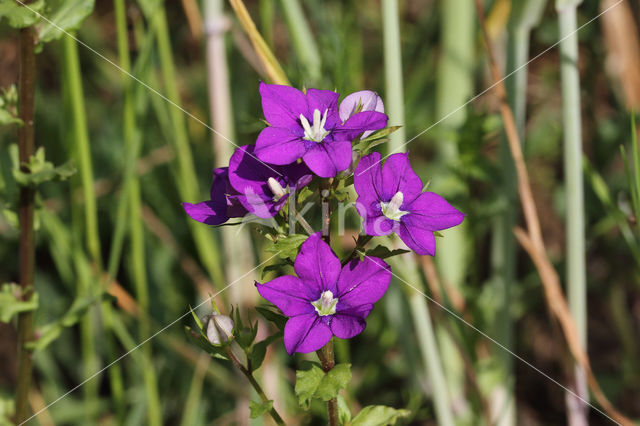 Klein spiegelklokje (Legousia hybrida)