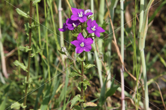 Klein spiegelklokje (Legousia hybrida)