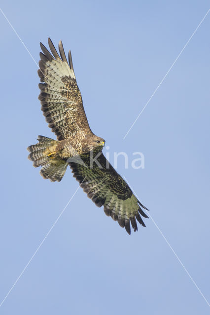 Buizerd (Buteo buteo)