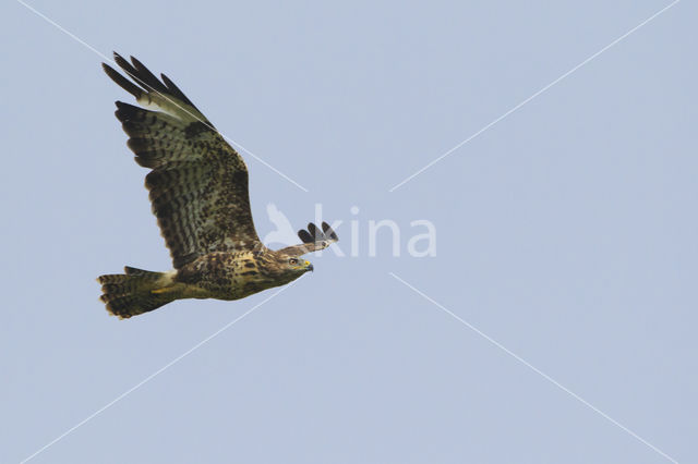 Common Buzzard (Buteo buteo)