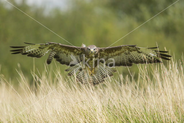 Buizerd (Buteo buteo)