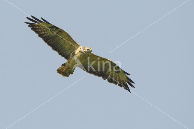 Buizerd (Buteo buteo)