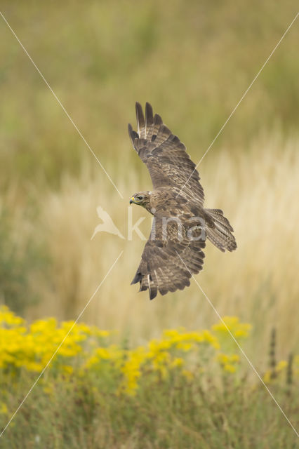 Buizerd (Buteo buteo)