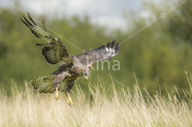 Buizerd (Buteo buteo)