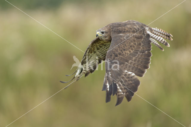 Buizerd (Buteo buteo)