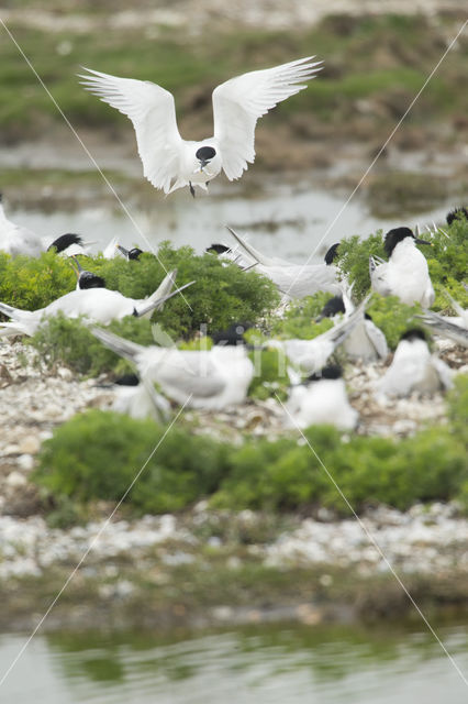 Grote Stern (Sterna sandvicencis)