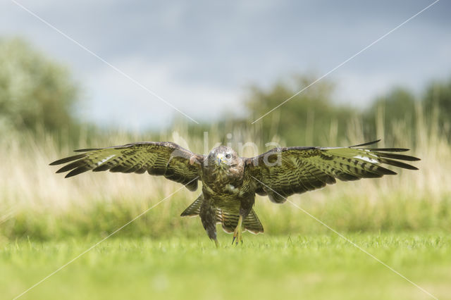 Buizerd (Buteo buteo)