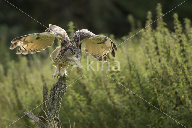 Eurasian Eagle-Owl (Bubo bubo)