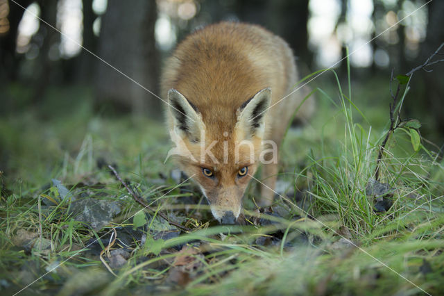 Vos (Vulpes vulpes)