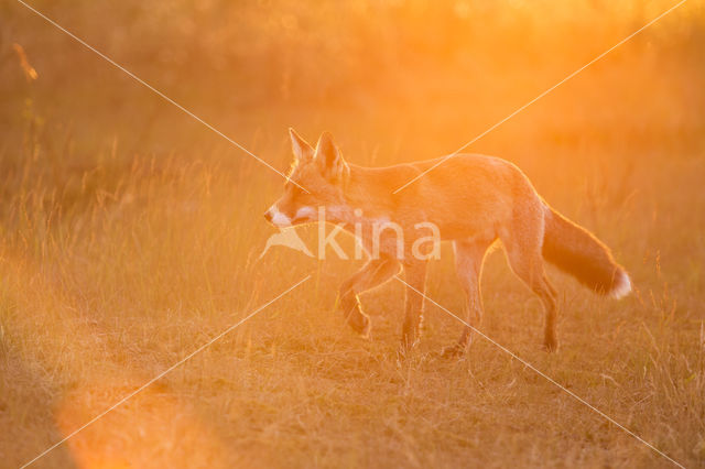 Vos (Vulpes vulpes)