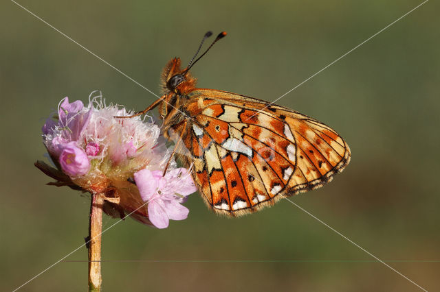 Zilvervlek parelmoervlinder (Boloria euphrosyne)