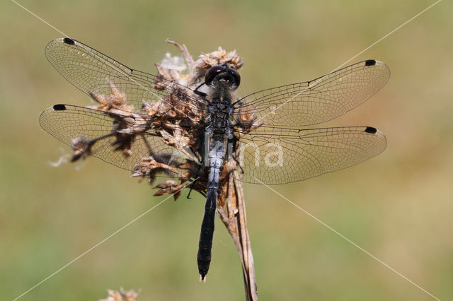 Oostelijke witsnuitlibel (Leucorrhinia albifrons)