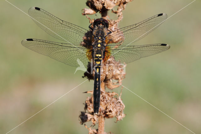 Oostelijke witsnuitlibel (Leucorrhinia albifrons)