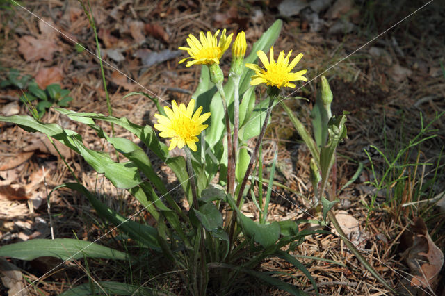 Kleine schorseneer (Scorzonera humilis)