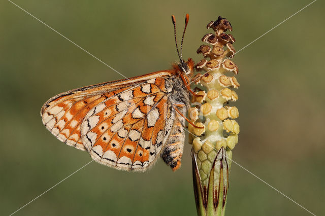 Moerasparelmoervlinder (Euphydryas aurinia)