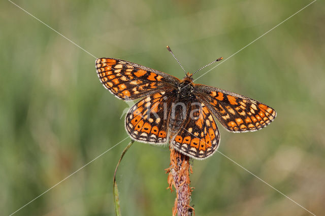 Moerasparelmoervlinder (Euphydryas aurinia)