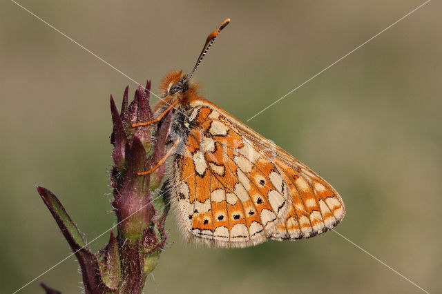 Moerasparelmoervlinder (Euphydryas aurinia)