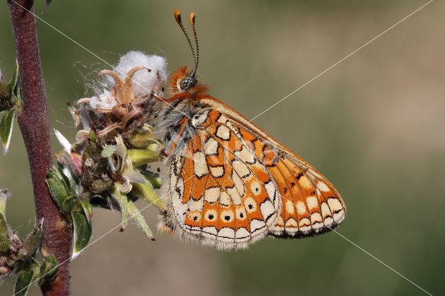 Moerasparelmoervlinder (Euphydryas aurinia)