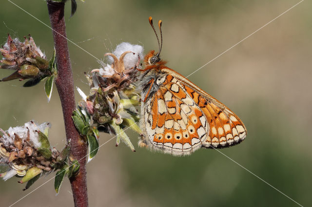 Moerasparelmoervlinder (Euphydryas aurinia)