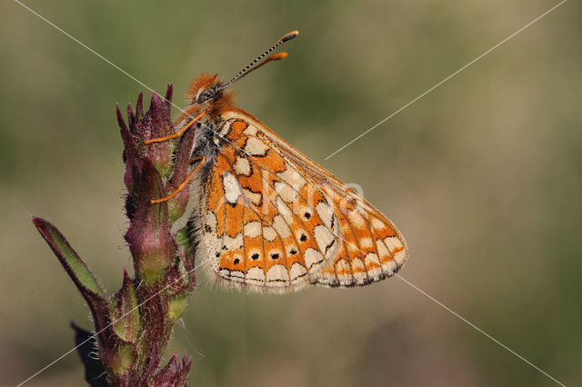 Moerasparelmoervlinder (Euphydryas aurinia)