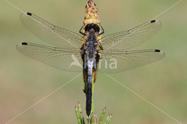 Oostelijke witsnuitlibel (Leucorrhinia albifrons)