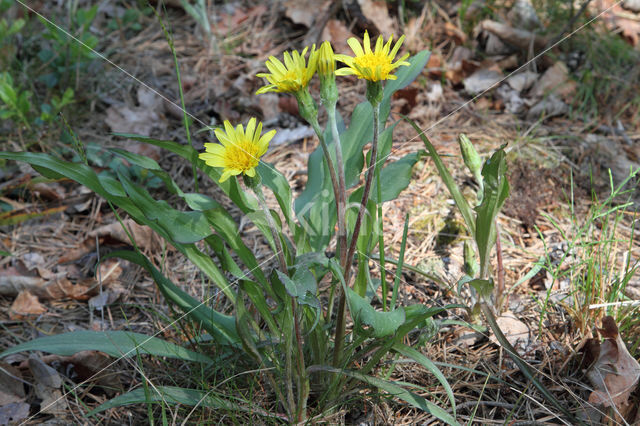 Kleine schorseneer (Scorzonera humilis)